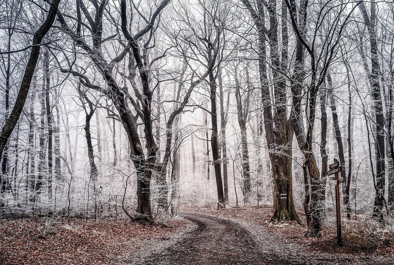 Enchanted forests