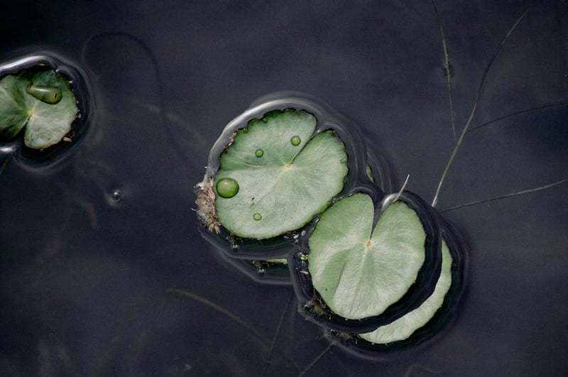 Lotus position meditation