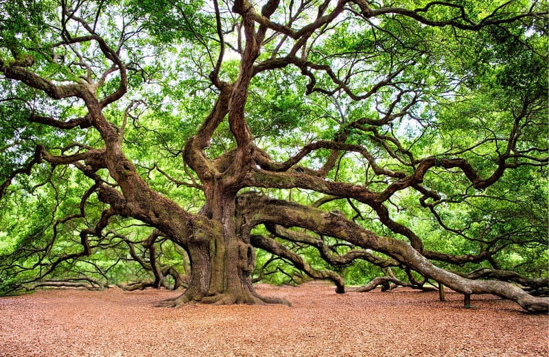 Imagination Tree